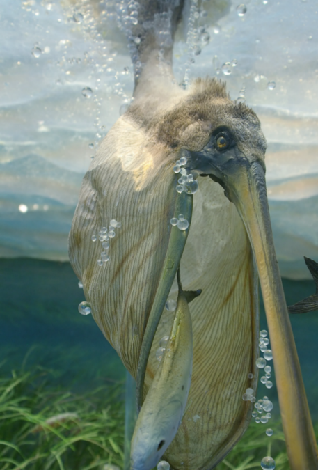 Pelican Catching a Fish