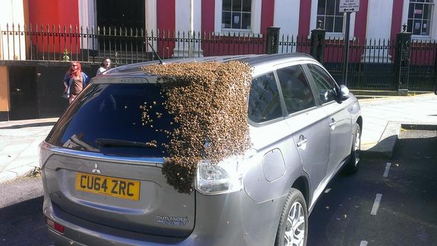 Car Covered in Bees