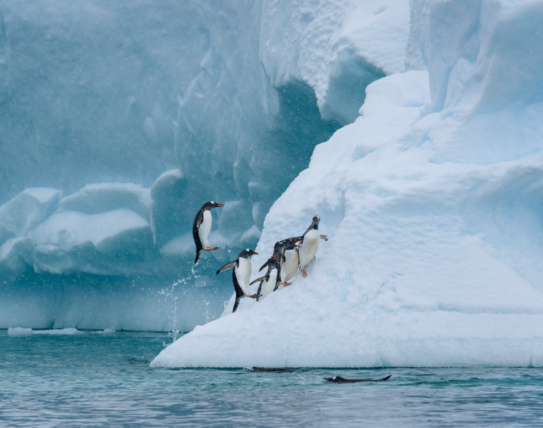 Penguin Leaping From the Water