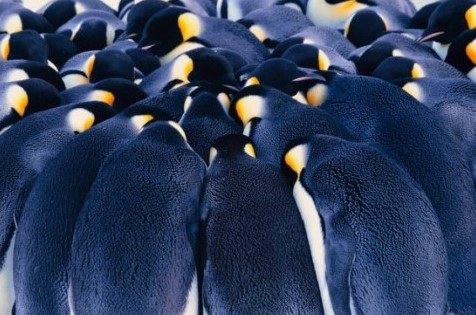 Penguins in a Huddle